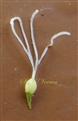  Pistil